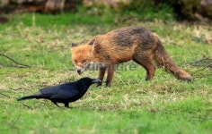 Red Fox (Vulpes-vulpes) 이미지 (173592462) - 게티이미지뱅크 Red Fox (Vulpes-vulpes)