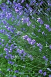 lavender 이미지 (146835480) - 게티이미지뱅크 lavender