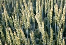 wheat 이미지 (146052106) - 게티이미지뱅크 wheat