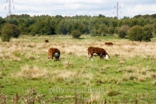 Farm Land 이미지 (105946311) - 게티이미지뱅크 Farm Land