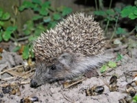 A hedgehog is a hospital attendant of apiary. 이미지 (94341940) - 게티이미지뱅크 A hedgehog is a hospital attendant of apiary.