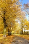 Fall in the park 이미지 (145188884) - 게티이미지뱅크 Fall in the park