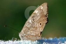 Butterfly 이미지 (104651158) - 게티이미지뱅크 Butterfly