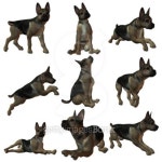 Puppy German Sheperd 이미지 (99464208) - 게티이미지뱅크 Puppy German Sheperd
