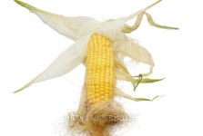 Yellow young corn isolated on white. 이미지 (94498967) - 게티이미지뱅크 Yellow young corn isolated on white.
