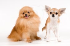 The puppy chihuahua and spitz-dog 이미지 (99845618) - 게티이미지뱅크 The puppy chihuahua and spitz-dog