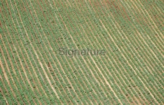 Potato field 이미지 (91682476) - 게티이미지뱅크 Potato field