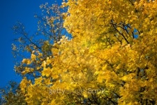 Yellow maple tree isolated over a blue sky background 이미지 (147069305) - 게티이미지뱅크 Yellow maple tree isolated over a... 