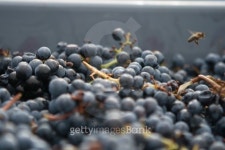 Bee and grape 이미지 (147655557) - 게티이미지뱅크 Bee and grape