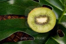 Kiwi Fruit 이미지 (92404941) - 게티이미지뱅크 Kiwi Fruit