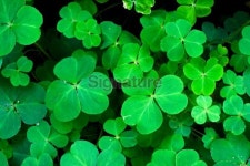 clover leaf 이미지 (92230764) - 게티이미지뱅크 clover leaf