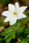 Wood anemone 이미지 (145914086) - 게티이미지뱅크 Wood anemone