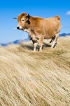 cow 이미지 (147264477) - 게티이미지뱅크 cow
