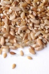 Photo of  Grains and Seeds 이미지 (145165027) - 게티이미지뱅크 Photo of  Grains and Seeds