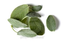 sage leaves 이미지 (94929499) - 게티이미지뱅크 sage leaves