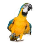 Young Blue-and-yellow Macaw - Ara ararauna 이미지 (93214085) - 게티이미지뱅크 Young Blue-and-yellow Macaw - Ara ararauna