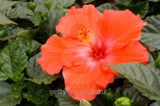 Hibiscus flower 이미지 (92039408) - 게티이미지뱅크 Hibiscus flower