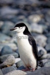 Chinstrap penguin Antarctica 이미지 (165084250) - 게티이미지뱅크 Chinstrap penguin Antarctica