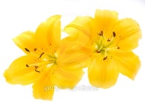 Yellow lily 이미지 (99776463) - 게티이미지뱅크 Yellow lily