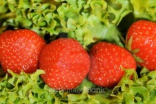 Fraises et salade 이미지 (147671232) - 게티이미지뱅크 Fraises et salade