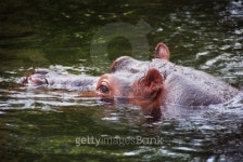 Swimming hippo 이미지 (94218752) - 게티이미지뱅크 Swimming hippo
