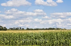 Corn Field 이미지 (92098273) - 게티이미지뱅크 Corn Field