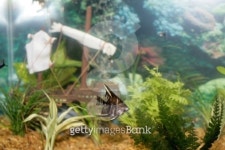 Angelfish in aquarium 이미지 (145157025) - 게티이미지뱅크 Angelfish in aquarium