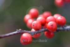 Red Berry Cluster 이미지 (92211384) - 게티이미지뱅크 Red Berry Cluster