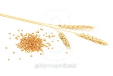 Wheat and grain 이미지 (93385905) - 게티이미지뱅크 Wheat and grain