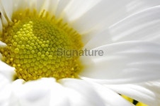 White daisy 이미지 (172885003) - 게티이미지뱅크 White daisy