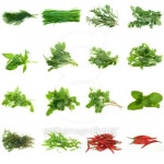 Herbs Collection 이미지 (94417655) - 게티이미지뱅크 Herbs Collection