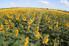 Sunflower 5 이미지 (94307738) - 게티이미지뱅크 Sunflower 5