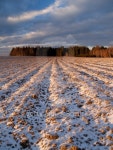 Winter field 이미지 (113136679) - 게티이미지뱅크 Winter field