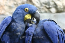 grooming 이미지 (145834530) - 게티이미지뱅크 grooming