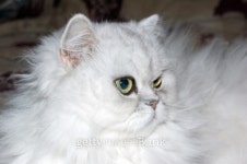 DSC_4080_edited-1.jpg 이미지 (94384537) - 게티이미지뱅크 DSC_4080_edited-1.jpg