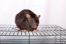 Black rat 이미지 (147006725) - 게티이미지뱅크 Black rat