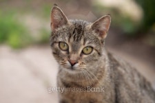 The favourite cat. Female. 이미지 (99740374) - 게티이미지뱅크 The favourite cat. Female.
