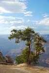 큰나무 여행(BIG TREE TOUR) | Tree on th South Rim of Grand Canyon 이미지 (91634627) - 게티이미지뱅크 Tree on th South Rim of Grand Canyon