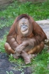 orangatang 이미지 (145837835) - 게티이미지뱅크 orangatang