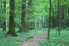 Ground road crossing fresh green springtime forest 이미지... 게티이미지뱅크 Ground road crossing fresh green springtime forest