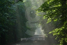 Ground road crossing old deciduous forest 이미지 (114243427) - 게티이미지뱅크 Ground road crossing old deciduous forest