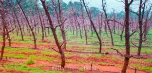 Peach Blossoms 이미지 (99762978) - 게티이미지뱅크 Peach Blossoms
