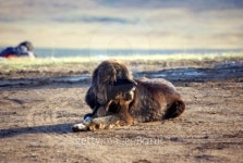 a big dog 이미지 (99755533) - 게티이미지뱅크 a big dog