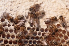 bees and honeycells 이미지 (146751466) - 게티이미지뱅크 bees and honeycells