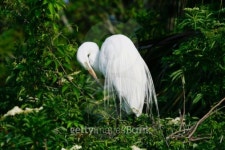 Great White Egret 이미지 (95523677) - 게티이미지뱅크 Great White Egret
