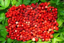 wild strawberry 이미지 (101125816) - 게티이미지뱅크 wild strawberry