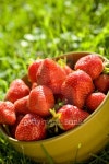 Organic Strawberries in Bowl 이미지 (146768301) - 게티이미지뱅크 Organic Strawberries in Bowl