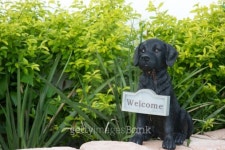 Welcome dog 이미지 (146715409) - 게티이미지뱅크 Welcome dog