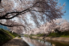 Cherry Blossom Blooming Along the River 이미지 (106537117) - 게티이미지뱅크 Cherry Blossom Blooming Along the River