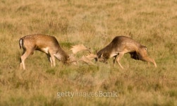 Fallow Deer rutting 이미지 (179279934) - 게티이미지뱅크 Fallow Deer rutting